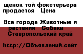 щенок той-фокстерьера продается › Цена ­ 25 000 - Все города Животные и растения » Собаки   . Ставропольский край
